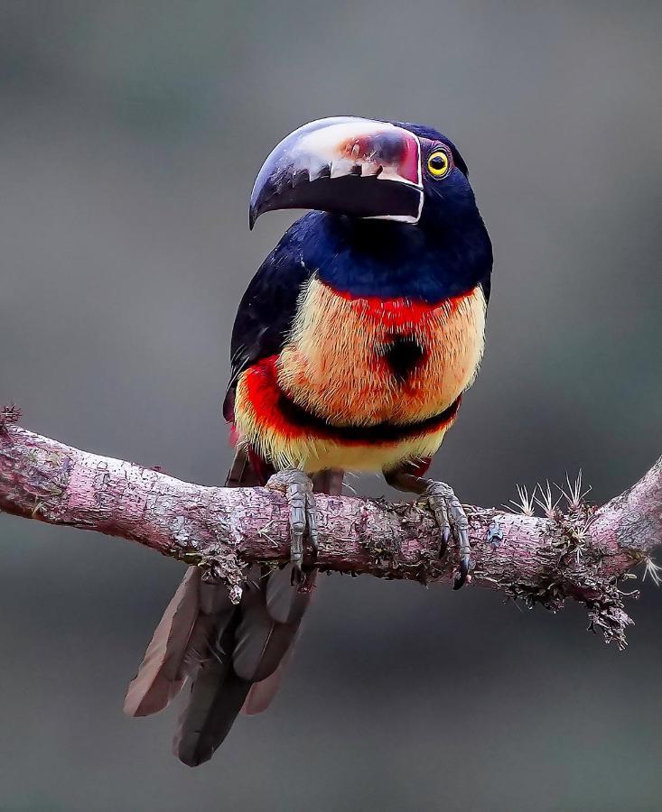 Arte De Plumas Birding Lodge Cartago Zewnętrze zdjęcie