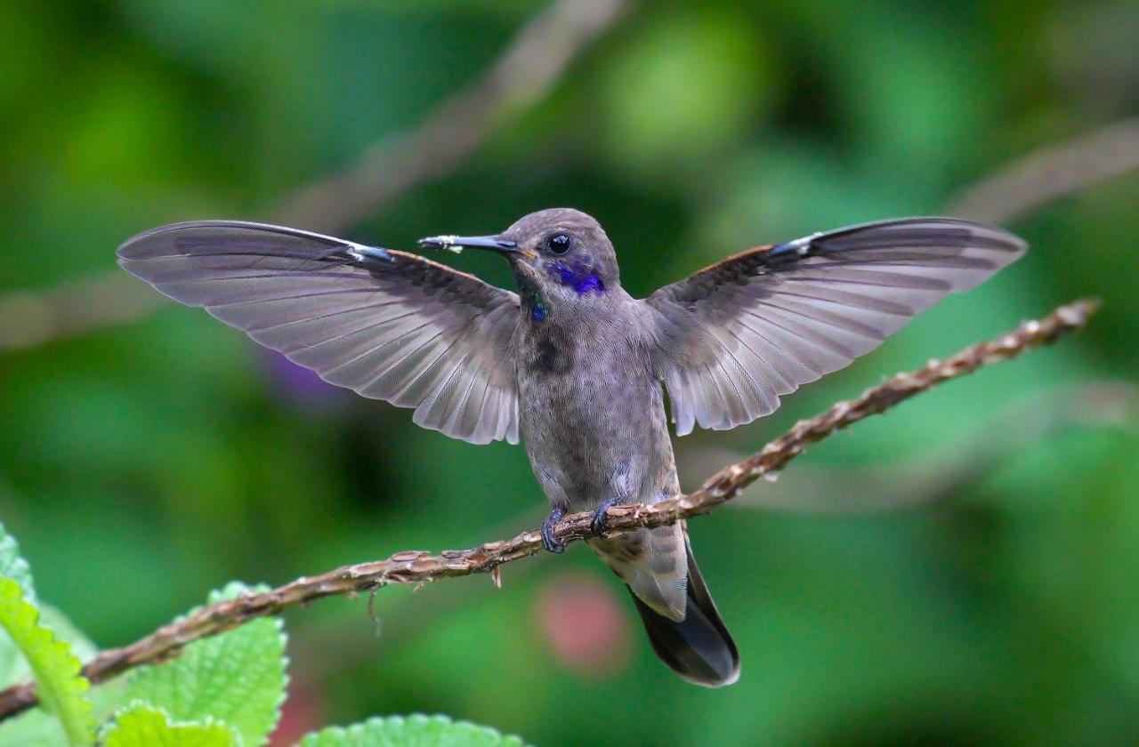 Arte De Plumas Birding Lodge Cartago Zewnętrze zdjęcie