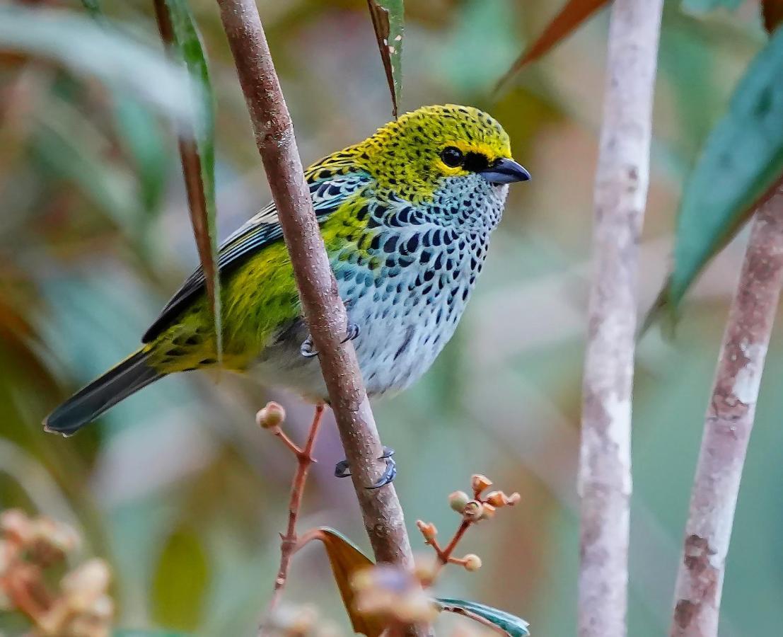 Arte De Plumas Birding Lodge Cartago Zewnętrze zdjęcie