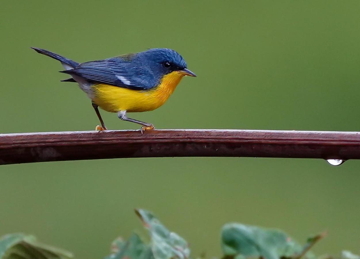 Arte De Plumas Birding Lodge Cartago Zewnętrze zdjęcie