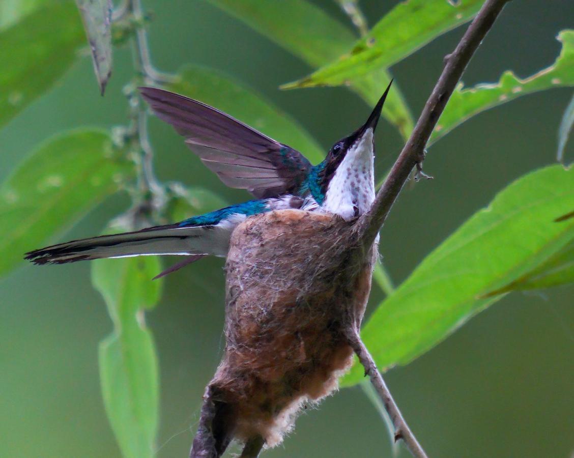 Arte De Plumas Birding Lodge Cartago Zewnętrze zdjęcie