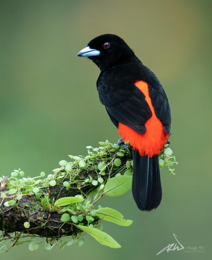 Arte De Plumas Birding Lodge Cartago Zewnętrze zdjęcie