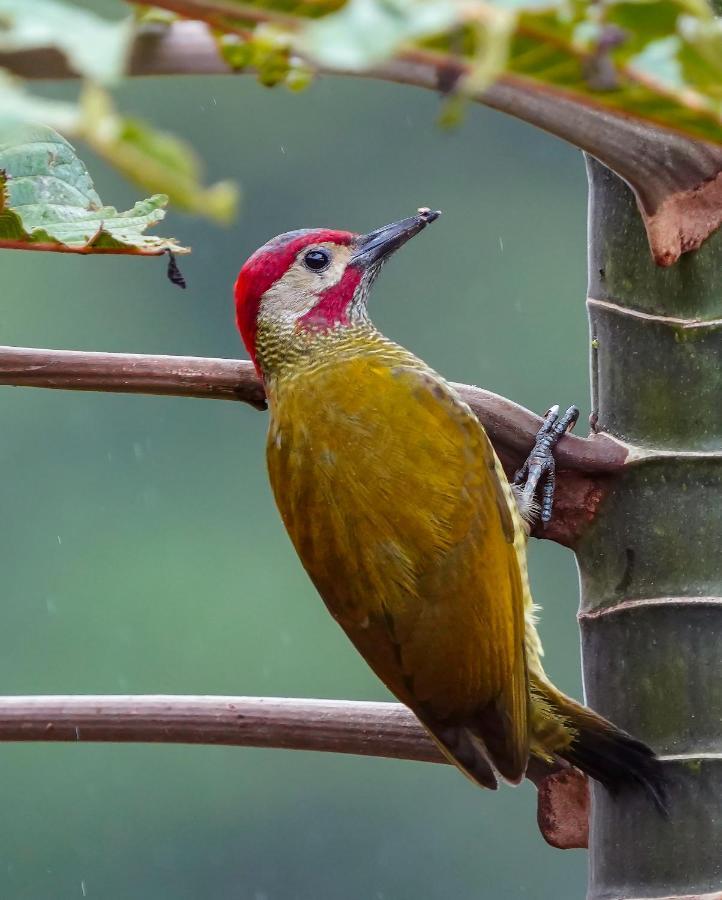 Arte De Plumas Birding Lodge Cartago Zewnętrze zdjęcie