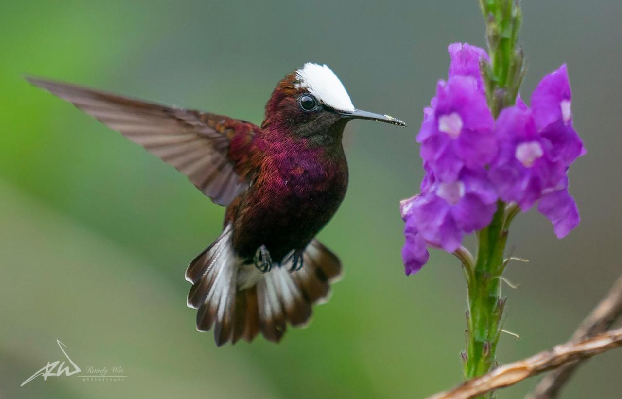 Arte De Plumas Birding Lodge Cartago Zewnętrze zdjęcie