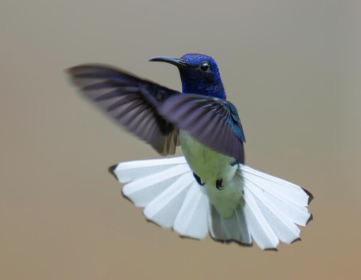 Arte De Plumas Birding Lodge Cartago Zewnętrze zdjęcie