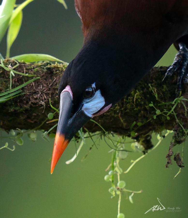 Arte De Plumas Birding Lodge Cartago Zewnętrze zdjęcie