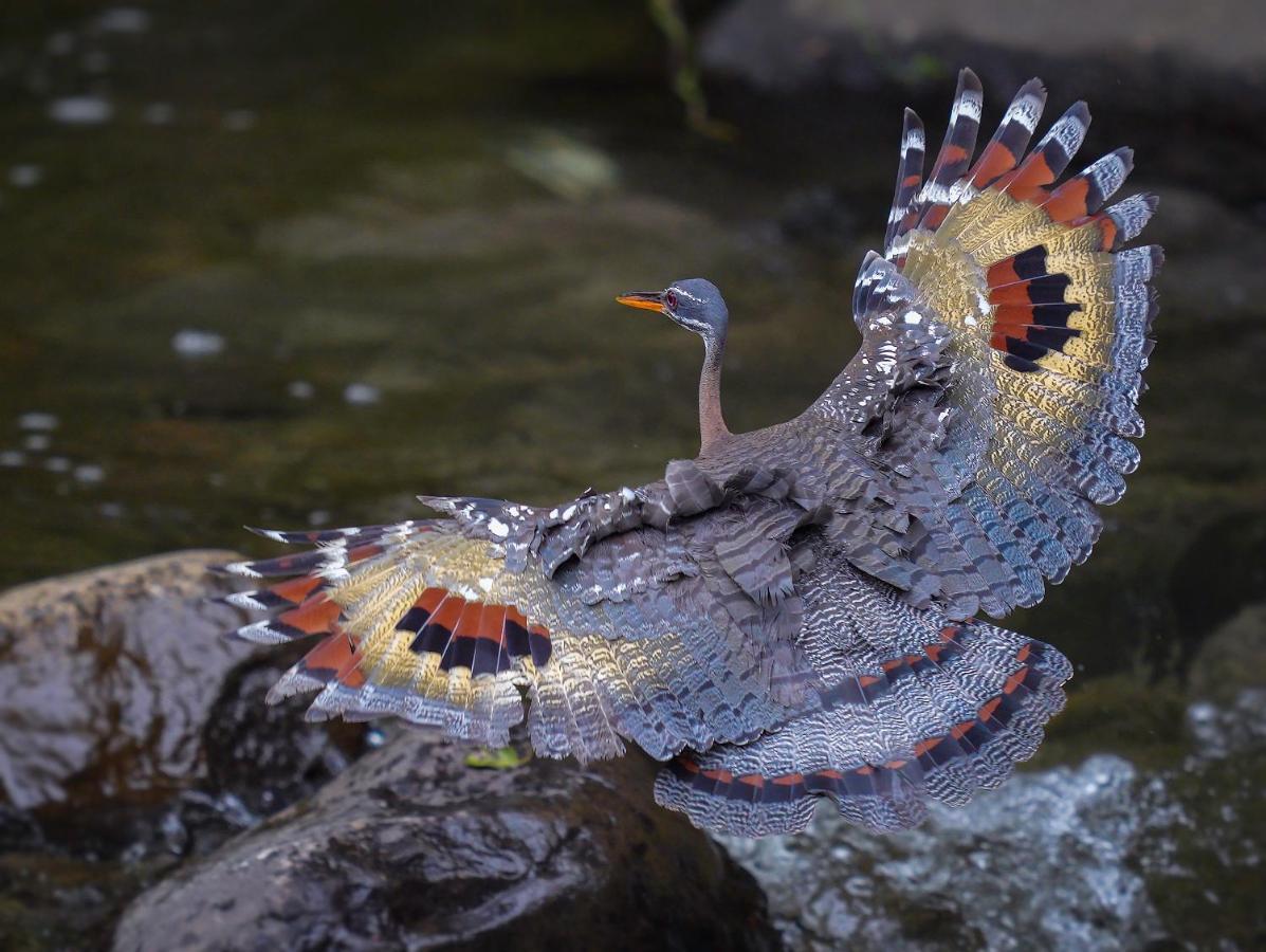 Arte De Plumas Birding Lodge Cartago Zewnętrze zdjęcie