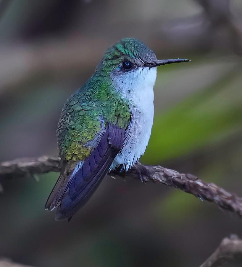 Arte De Plumas Birding Lodge Cartago Zewnętrze zdjęcie