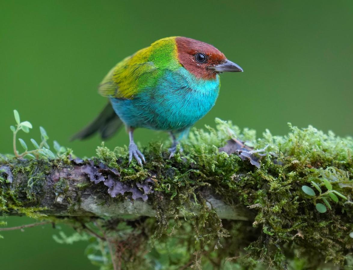 Arte De Plumas Birding Lodge Cartago Zewnętrze zdjęcie