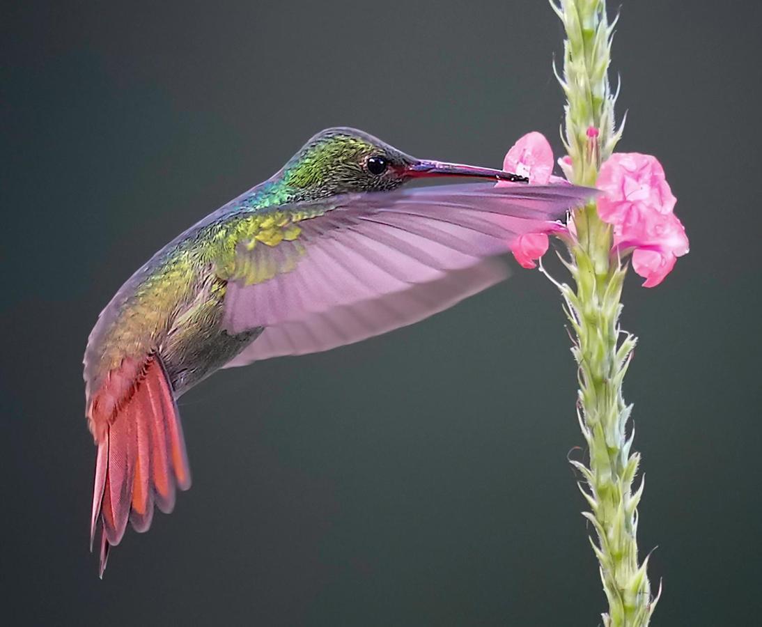 Arte De Plumas Birding Lodge Cartago Zewnętrze zdjęcie