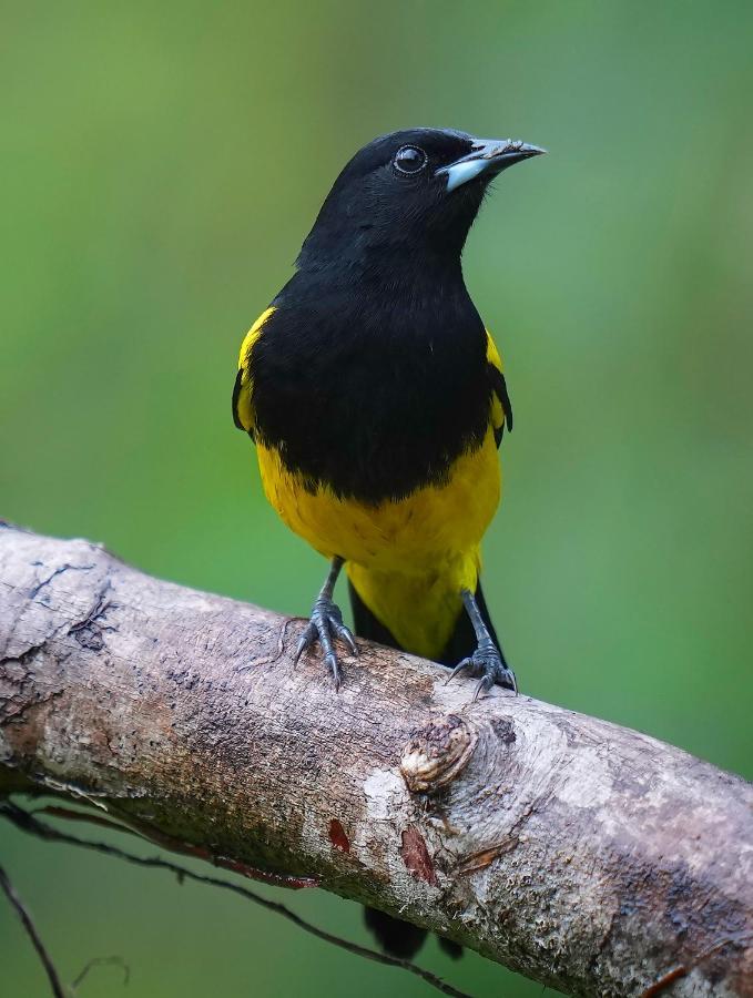 Arte De Plumas Birding Lodge Cartago Zewnętrze zdjęcie